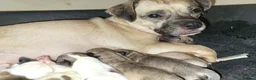 Jug dogs for sale: Gorgeous Jug Puppies  in Port Talbot - Advert 1