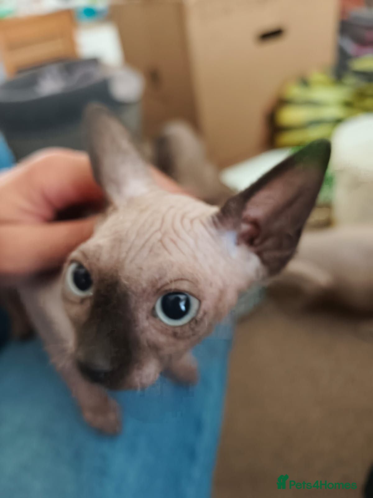 Sphynx cats Sphinx kitten  - Advert 2