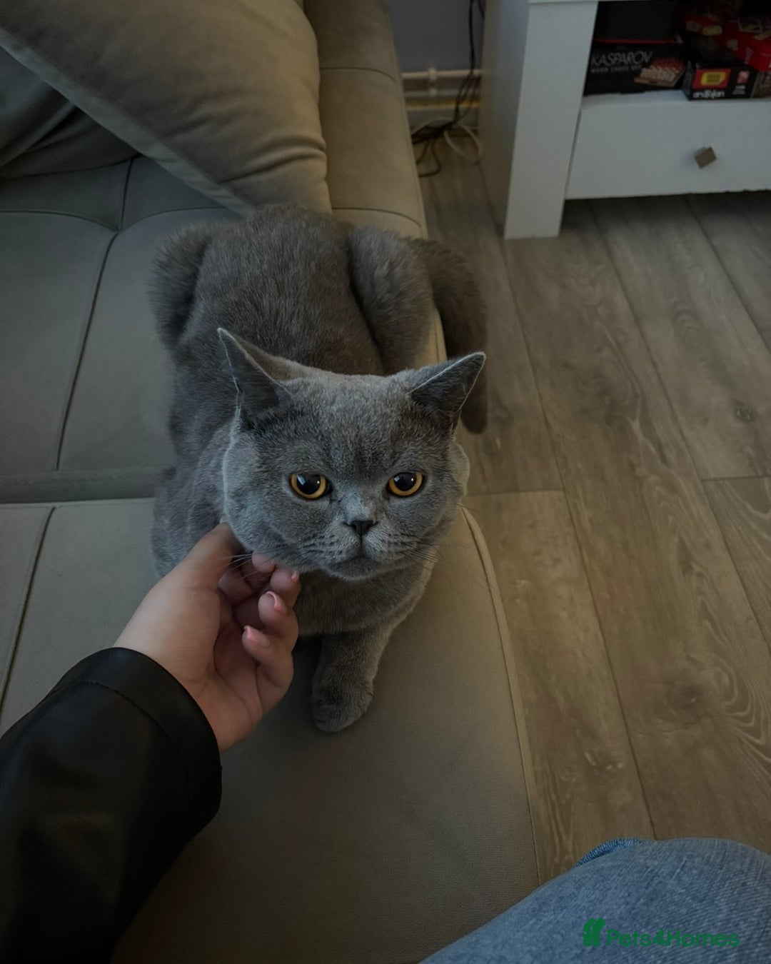 British Shorthair cats for sale: ADULT MALE BRITISH SHORTHAIR FOR SALE  - Advert 3