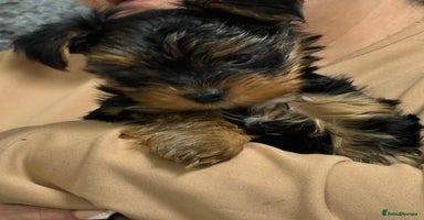 Yorkshire Terrier dogs - Advert 10