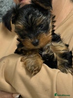 Yorkshire Terrier dogs - Advert 5