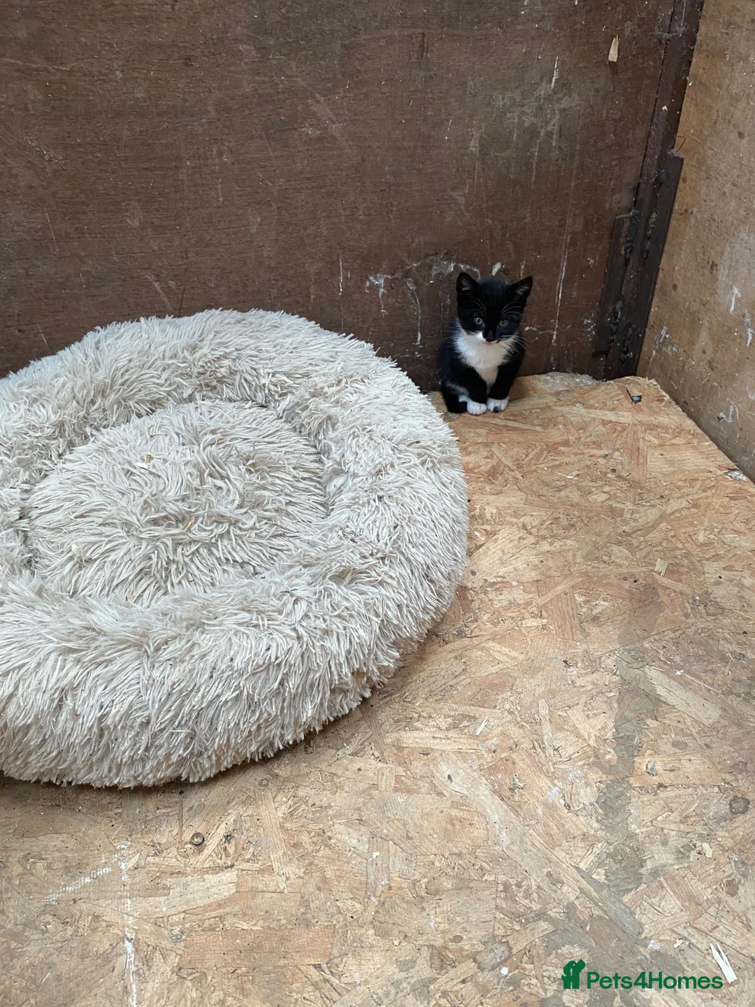 Mixed Breed cats for sale: Beautiful Kittens - Advert 17