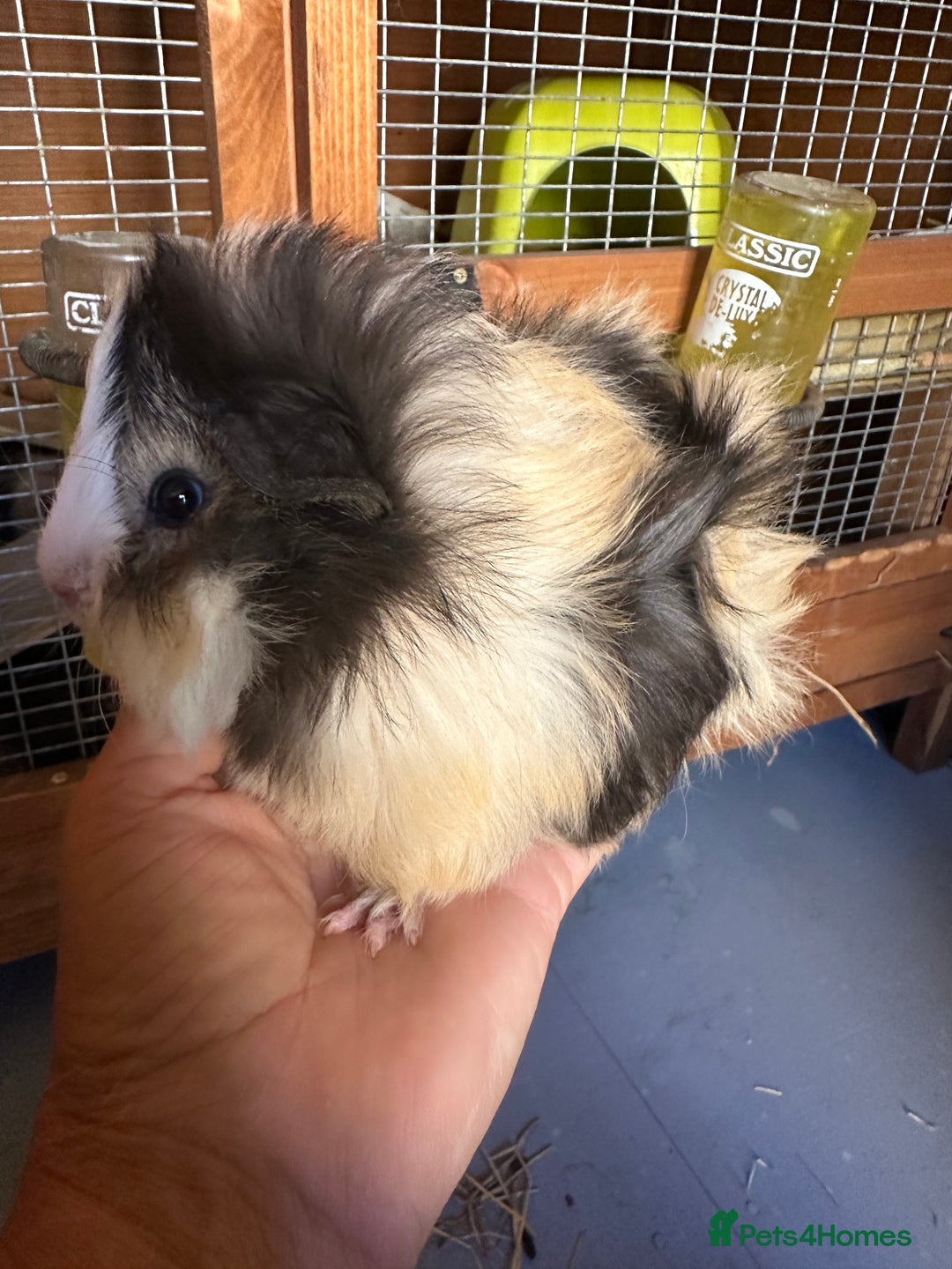 Guinea Pig rodents for sale: 5 Long haired male guinea pigs. - Image 1