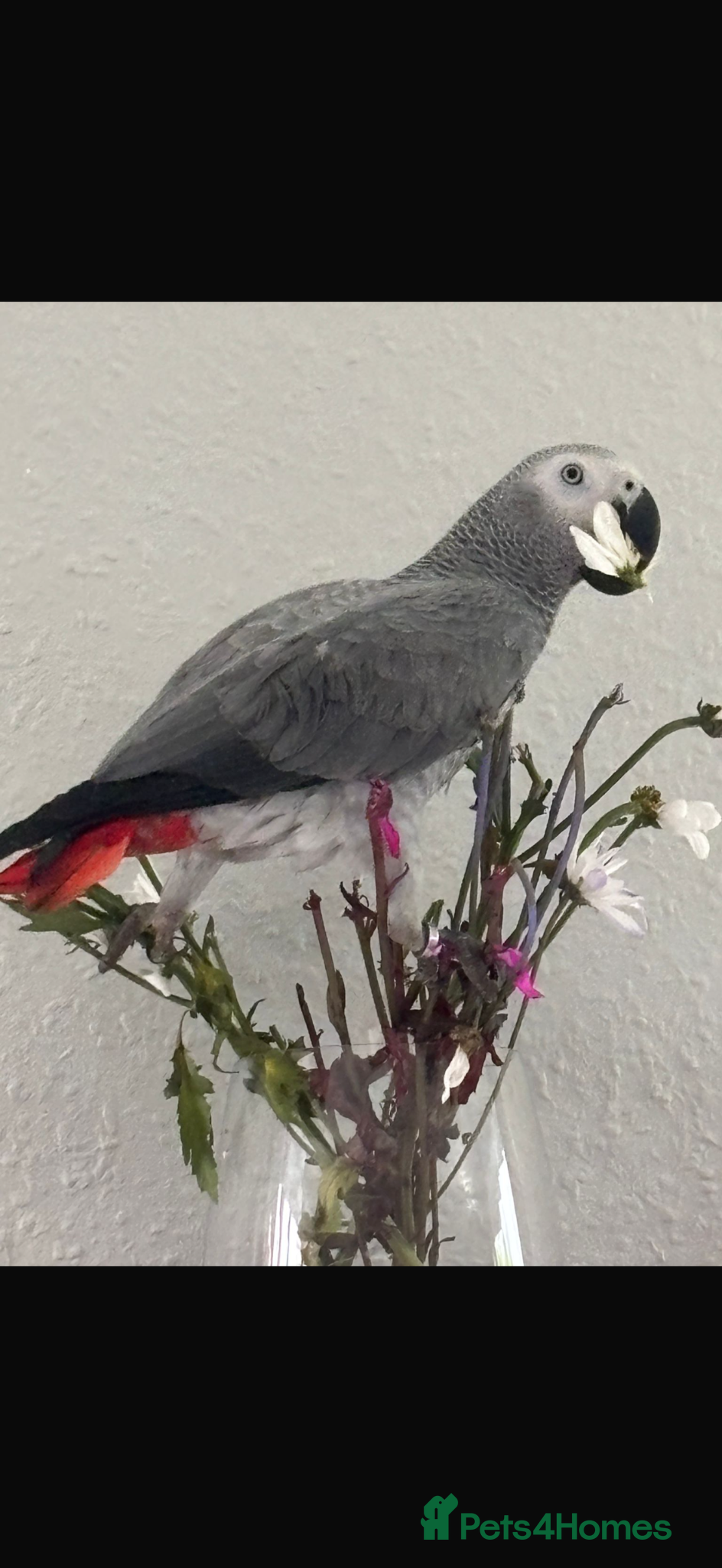 Parrots birds for sale: Hand reared 10 month old female African grey - Advert 3