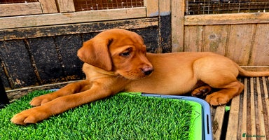 Labrador Retriever dogs - Advert 12