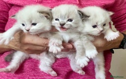 Ragdoll cats for sale: Stunning Ragdoll kitten SHOW/BREEDING -GCCF   - Image 10