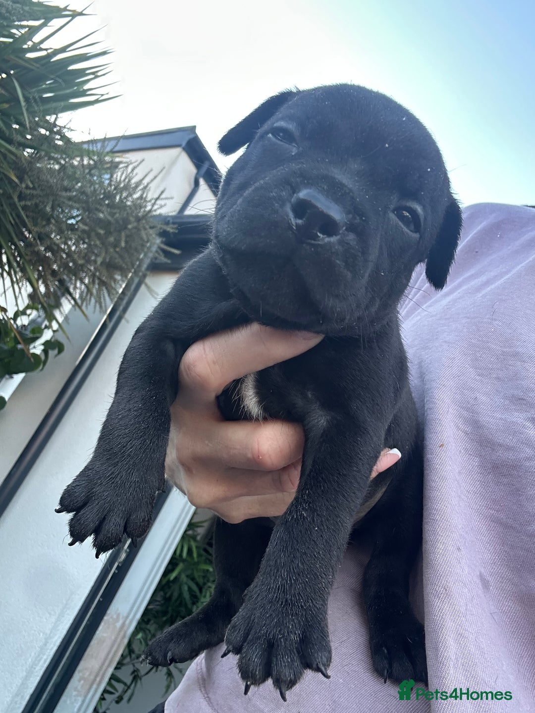 Staffordshire Bull Terrier dogs for sale: 🔥 Stunning Staffordshire Bull Terriers 🔥 - Image 11