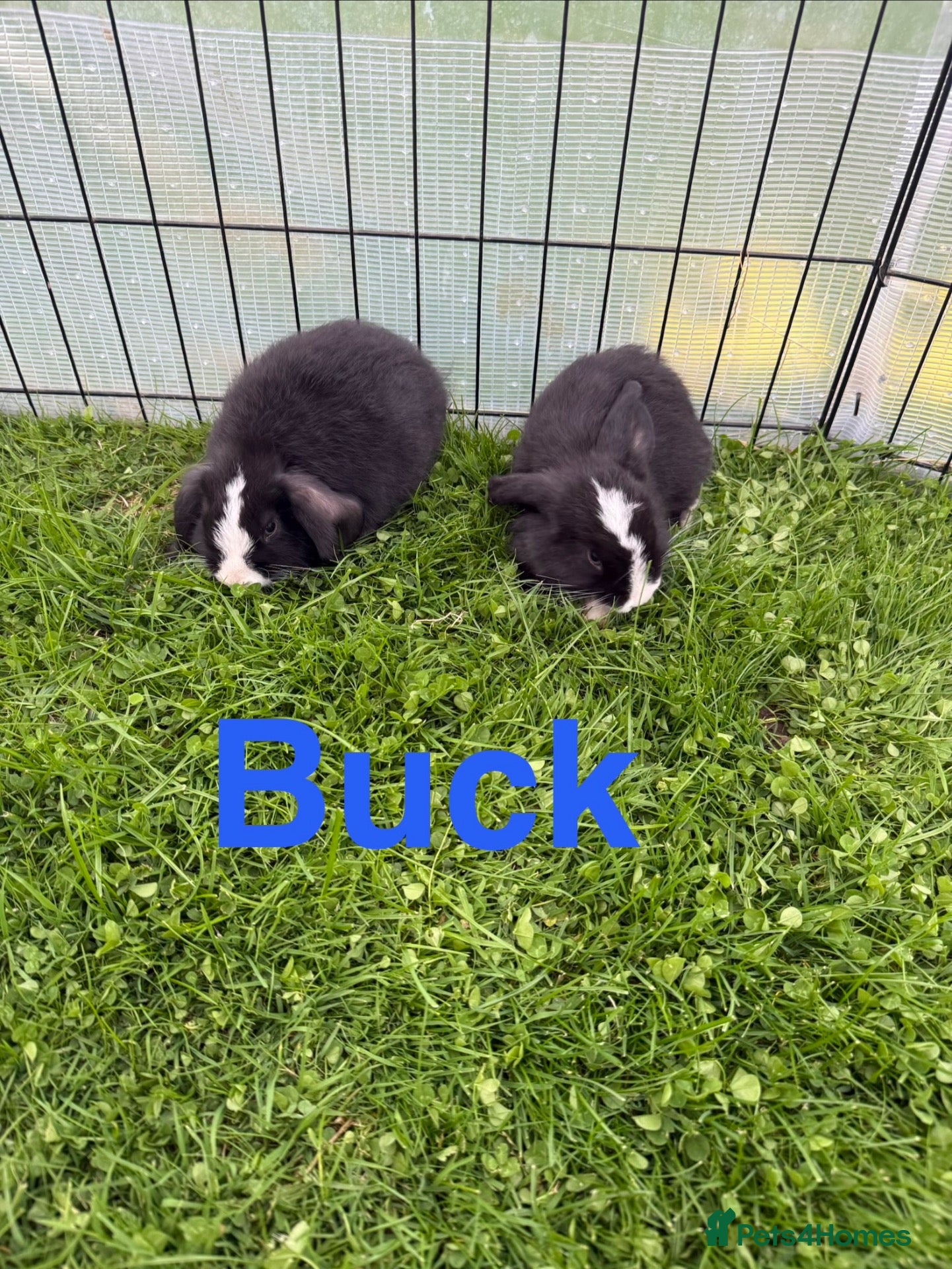 Mini Lop rabbits Mini lop rabbits looking for new home  - Advert 15
