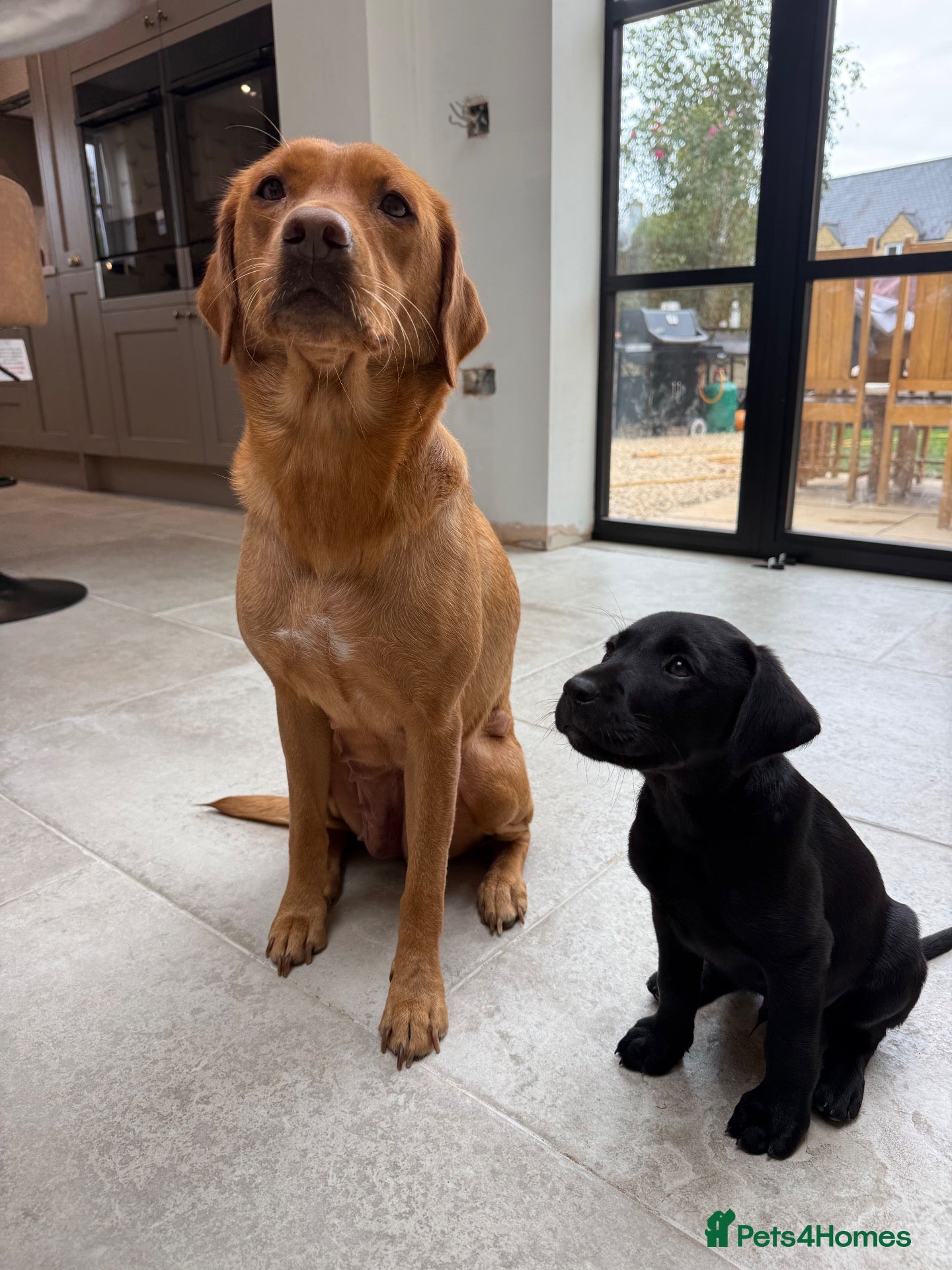 Labrador Retriever dogs 1 Male Working black lab puppy   - Advert 1