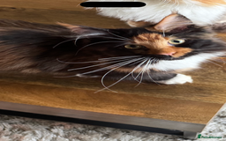 Maine Coon cats for sale: Maine coon 16 months old  - Advert 6