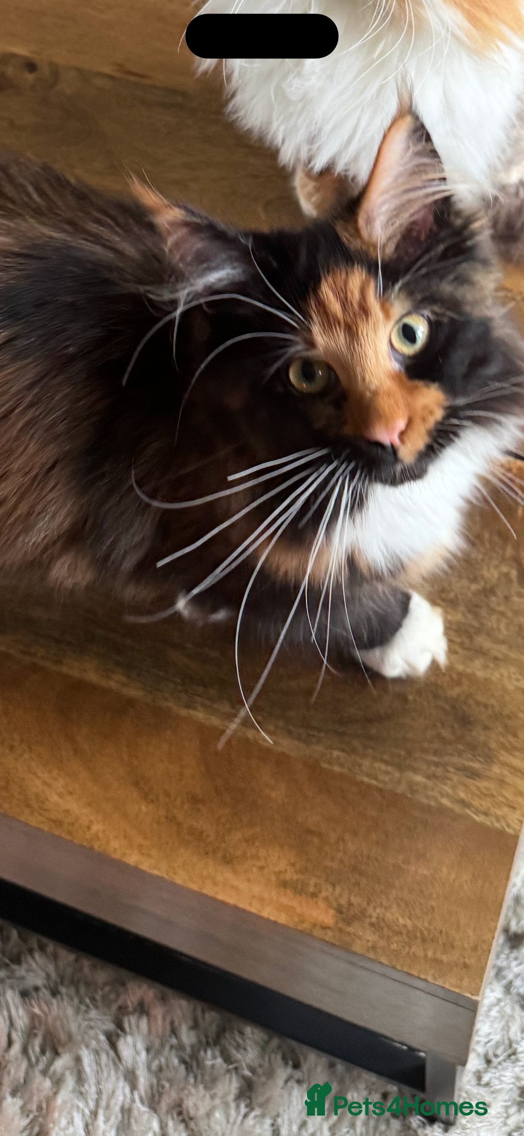 Maine Coon cats for sale: Maine coon 16 months old  - Advert 6