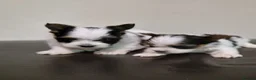 Biewer Terrier dogs for sale: Pure Miniature Biewer Terrier Puppies - Advert 5