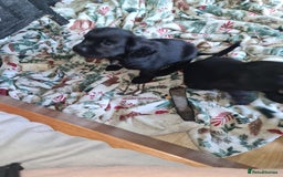 Mixed Breed dogs for sale: Beautiful litter of spaniel Cross  - Image 5