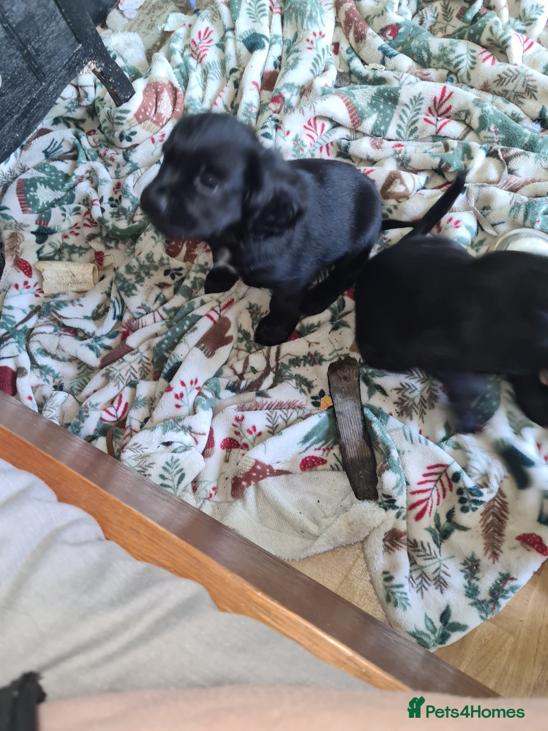 Mixed Breed dogs for sale: Beautiful litter of spaniel Cross  - Image 5