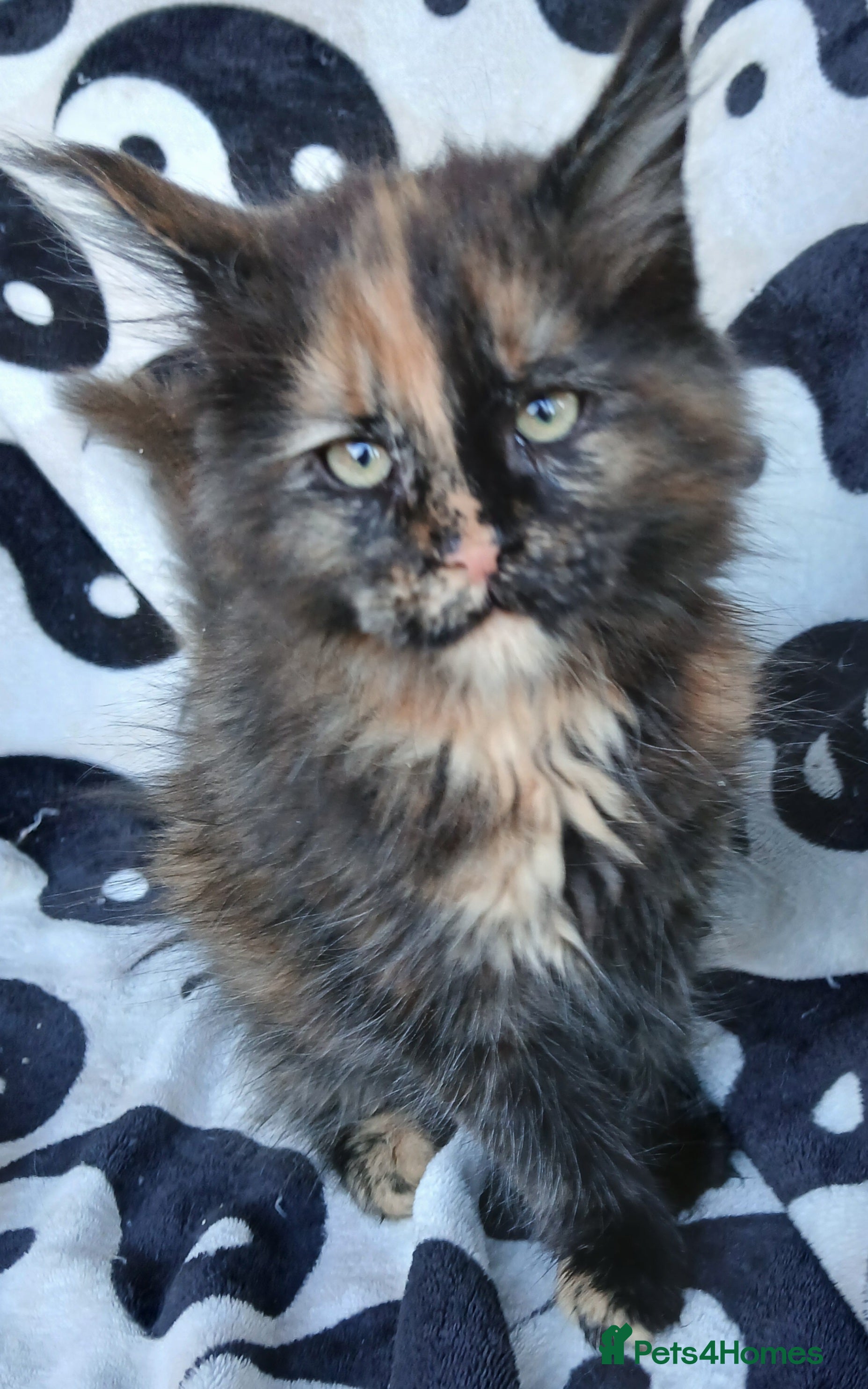 Maine Coon cats Last remaining TICA reg girl Ready now! - Advert 2
