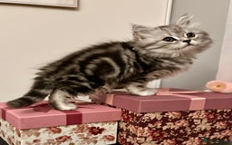 British Longhair cats for sale: Silver tabby British Longhair pedigree registered  - Image 12