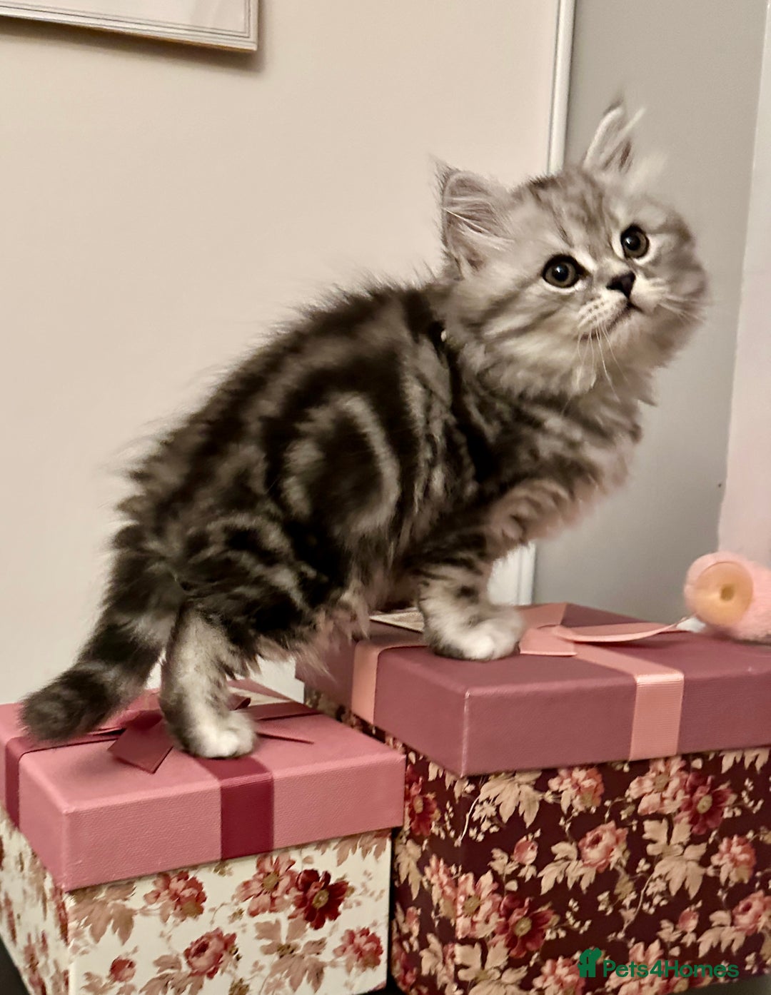 British Longhair cats for sale: Silver tabby British Longhair pedigree registered  - Image 12
