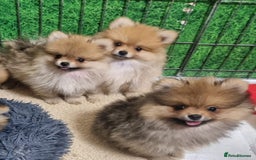 Pomeranian dogs for sale: Pomeranian Puppy 5   (RED)  - Pomeranian  - Image 21