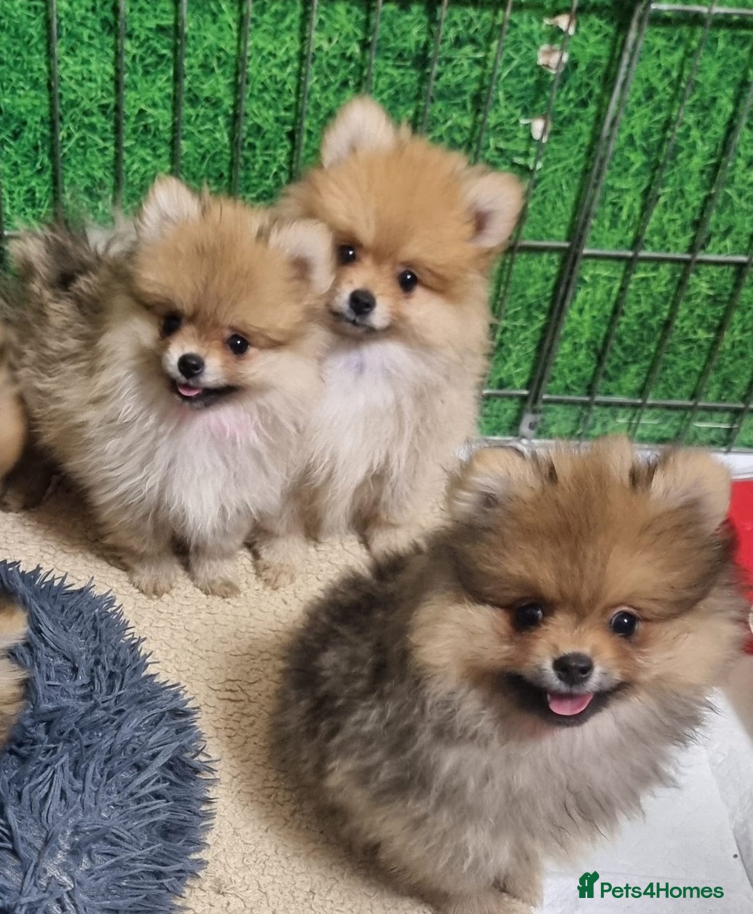 Pomeranian dogs for sale: Pomeranian Puppy 5   (RED)  - Pomeranian  - Image 21