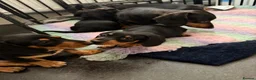 Dachshund dogs for sale: READY NOW REDUCED 1 boy Black & Tan dachshund  - Advert 14