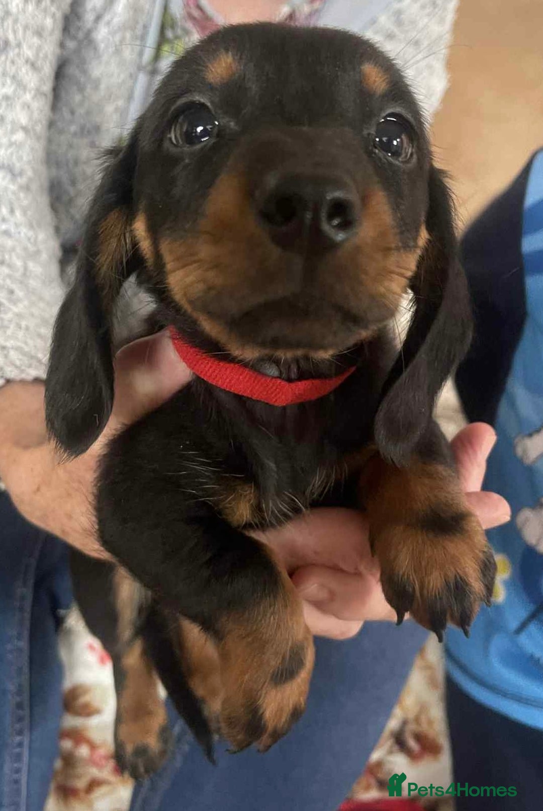 Dachshund dogs for sale: Dachshund puppy’s for sale  - Image 6
