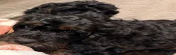 Cockapoo dogs for sale: 🐾 **Beautiful Miniature F1b Cockapoo Puppies **🐾 - Advert 20