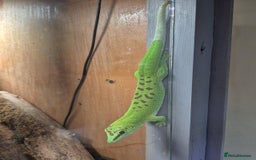 Gecko reptiles for sale: Madagascan day geckos - Image 2