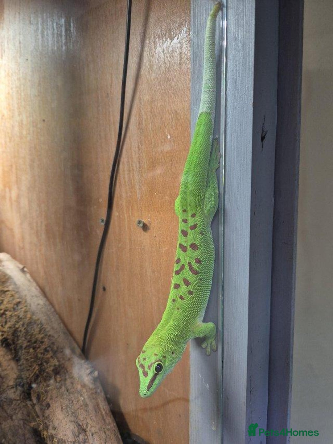 Gecko reptiles for sale: Madagascan day geckos - Image 2