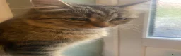 Mixed Breed cats for sale: Kittens - Advert 4