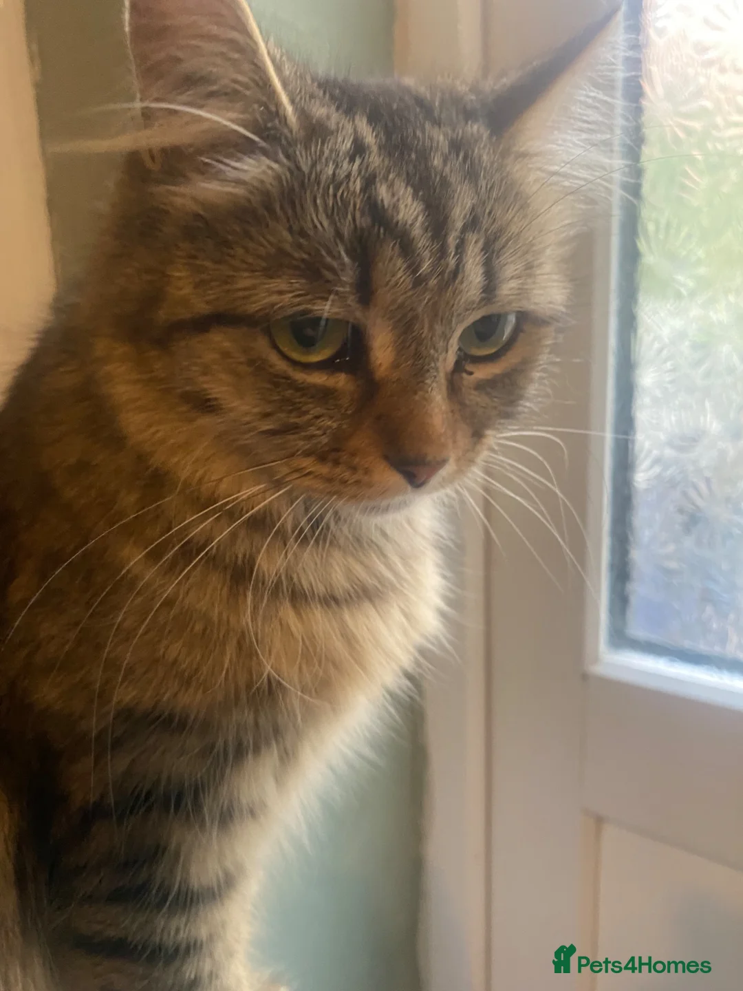 Mixed Breed cats for sale: Kittens - Advert 4