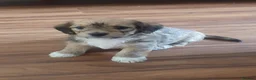 Mixed Breed dogs for sale: Doxie chon puppies 1 girl 2 boys  - Advert 5