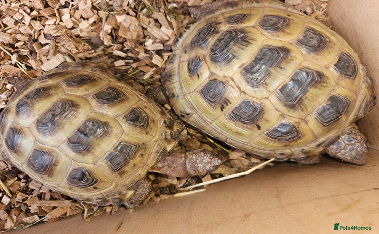 Tortoise reptiles - Advert 1