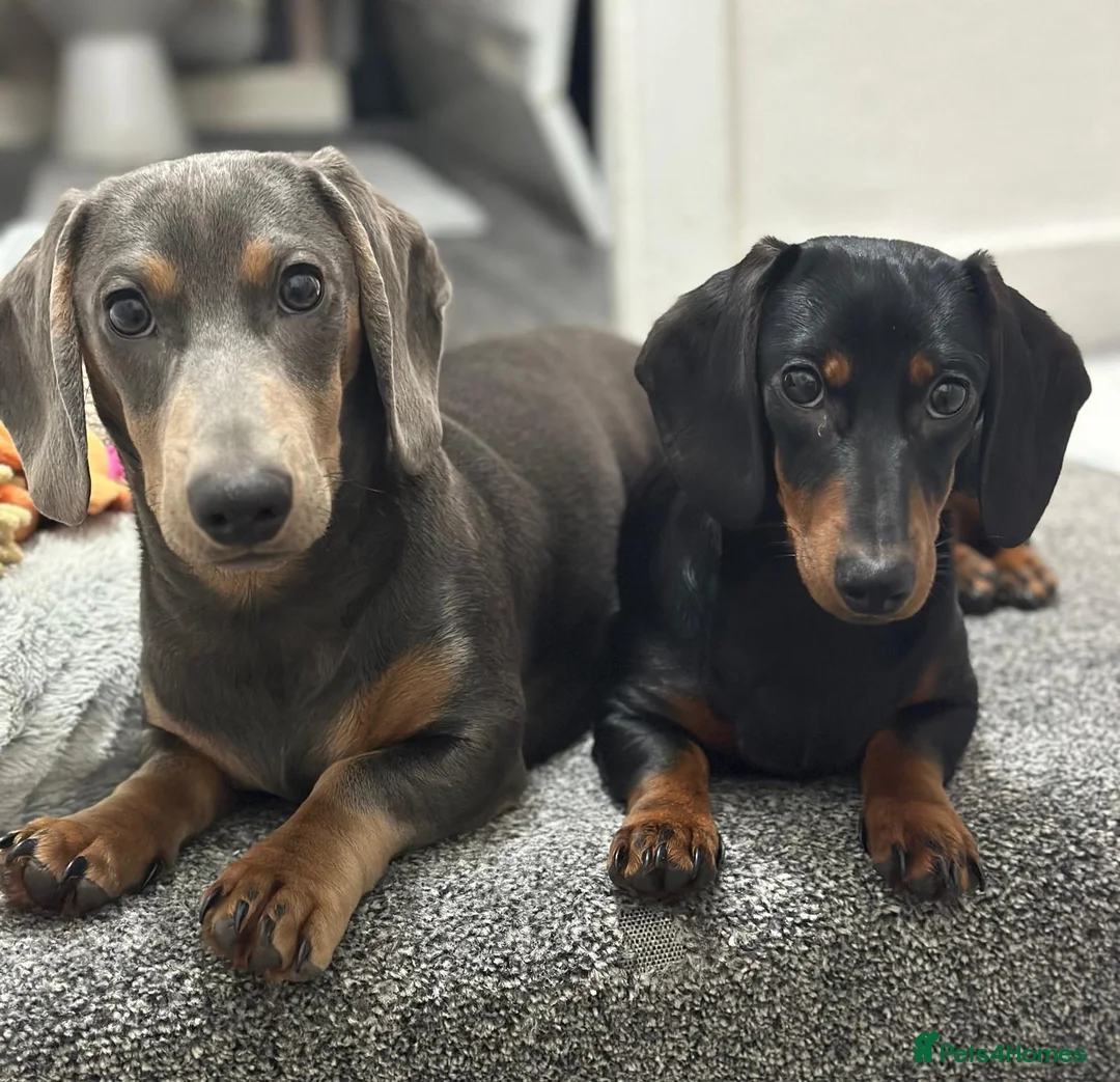 Dachshund dogs for sale: Millie and Marlo 22 months old. in Birmingham - Advert 2