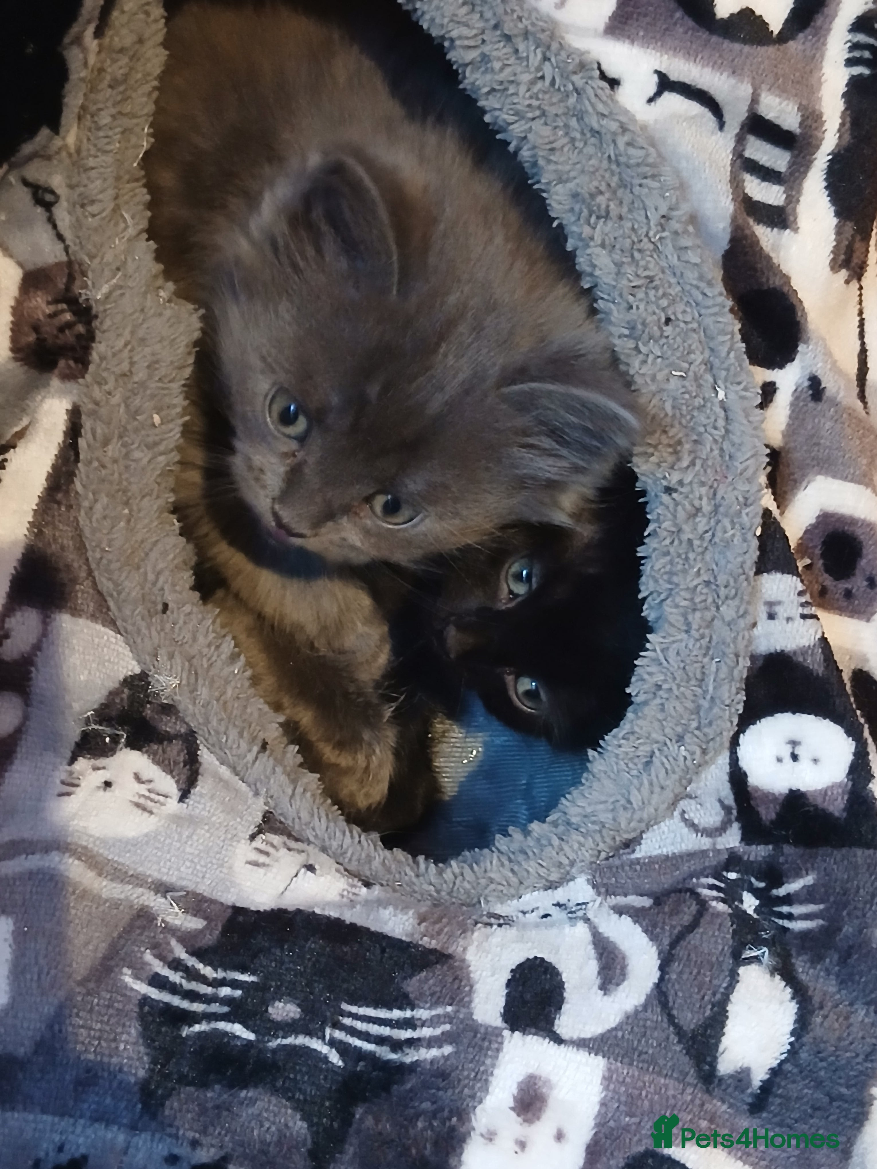 British Shorthair cats Beautiful British Shorthair Kittens  - Advert 2