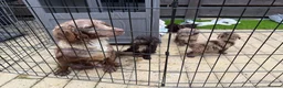 Cockapoo dogs for sale: 🐾 Beautiful Cockapoo Puppies 🐾 - Advert 10