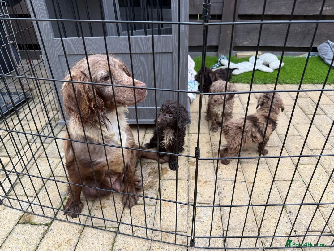 Cockapoo dogs for sale: 🐾 Beautiful Cockapoo Puppies 🐾 - Advert 10