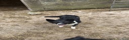 Border Collie dogs for sale: REHOMING MALI - FEMALE BORDER COLLIE - Advert 2