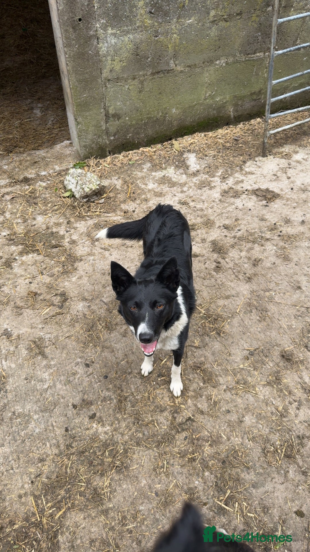 Border Collie dogs for sale: REHOMING MALI - FEMALE BORDER COLLIE - Advert 2