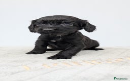 Cocker Spaniel dogs for sale: Adorable Working Cocker Puppies - Image 15