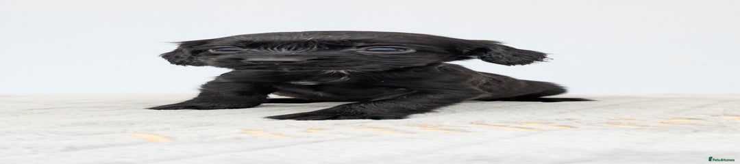 Cocker Spaniel Puppy 6