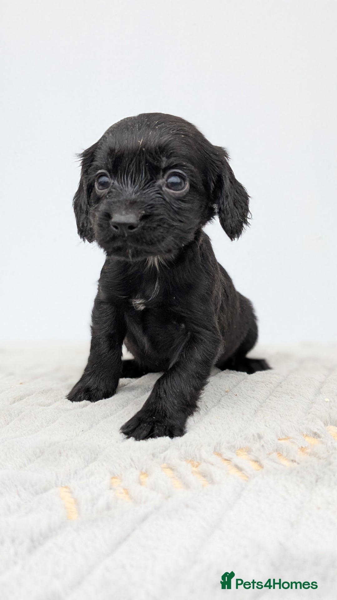 Cocker Spaniel dogs for sale: Adorable Working Cocker Puppies - Image 15