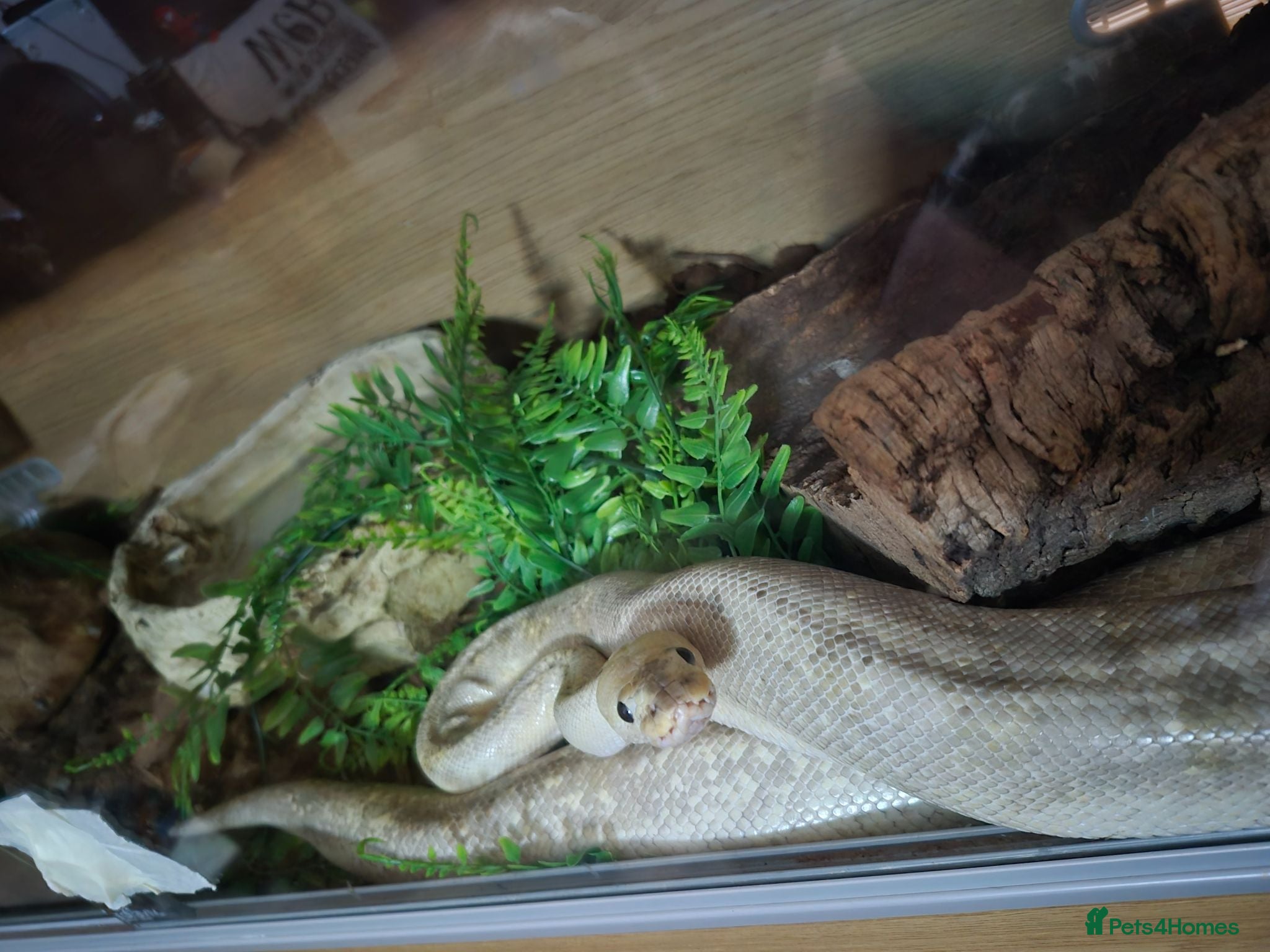 Python Snake reptiles Female morph ball python - Advert 6