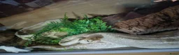 Python Snake reptiles for sale: Female morph ball python - Advert 1