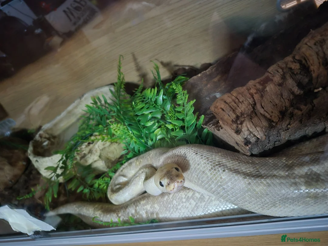 Python Snake reptiles for sale: Female morph ball python - Advert 1