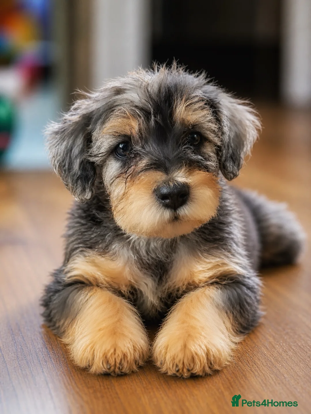 Miniature Schnauzer dogs for sale: Stunning & extremely rare coloured Schnoodle girl  - Advert 1