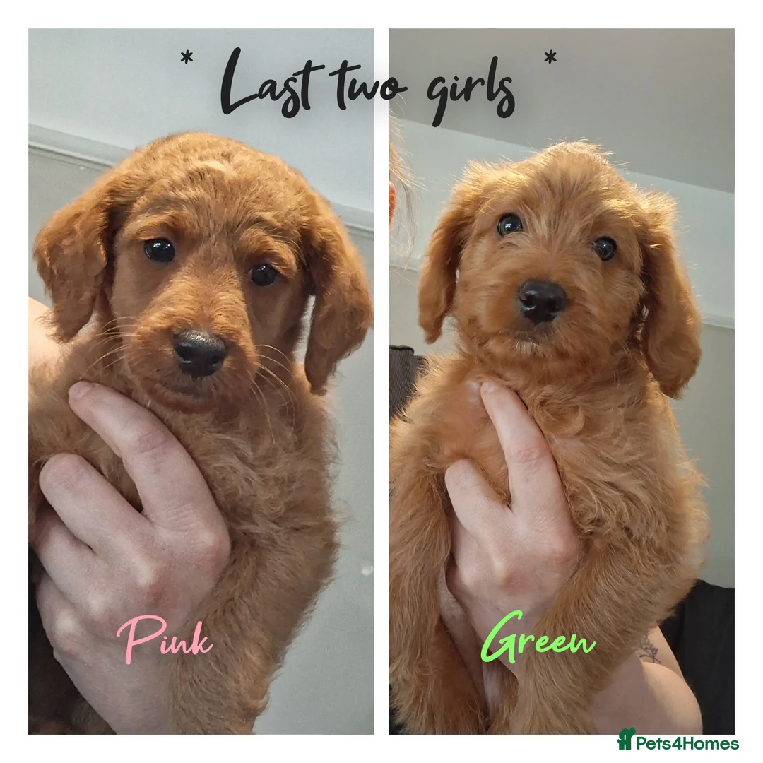 Labradoodle dogs for sale: READY to leave - Miniature F1b Labradoodles - Advert 2
