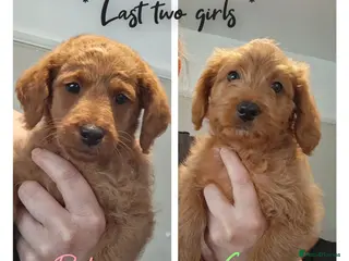 Labradoodle dogs READY to leave - Miniature F1b Labradoodles - Advert 9