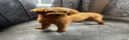 Toy Poodle dogs for sale: Pumpkin our beautiful toy poodle  - Advert 3