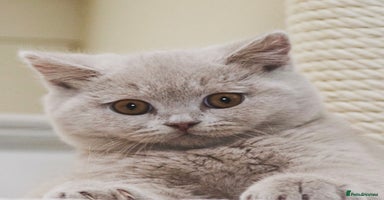 British Shorthair cats in Swadlincote - Advert 8
