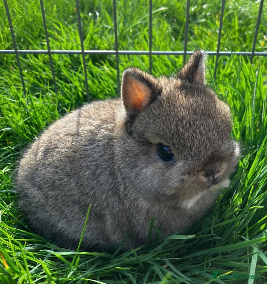 Netherland Dwarf rabbits Male & Female Netherland Dwarfs For Sale - Advert 9